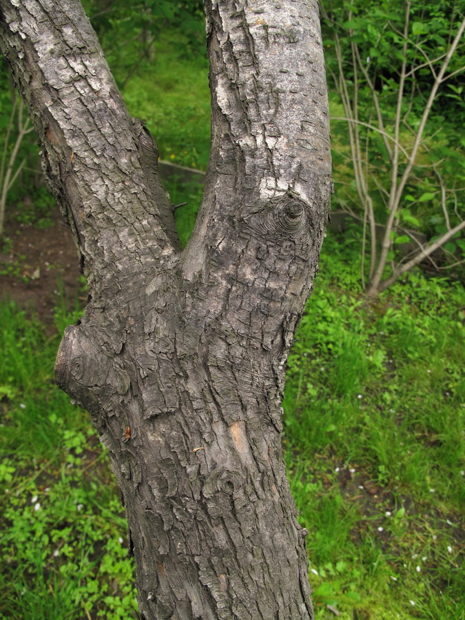 Image of Crataegus almaatensis specimen.