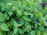 Spiraea chamaedryfolia