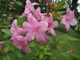 genus Weigela. Соцветие. Беларусь, Гродненская обл., Кореличский р-н, гор. пос. Мир, парковая зона Мирского замка. 15.06.2013.