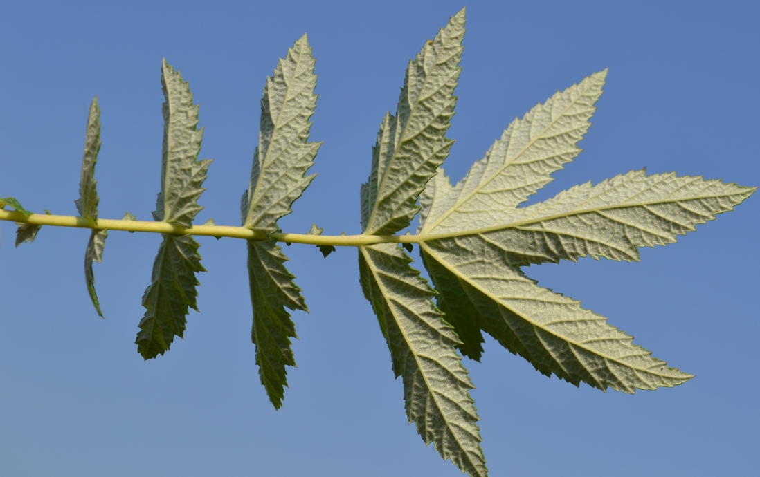 Image of Filipendula ulmaria specimen.