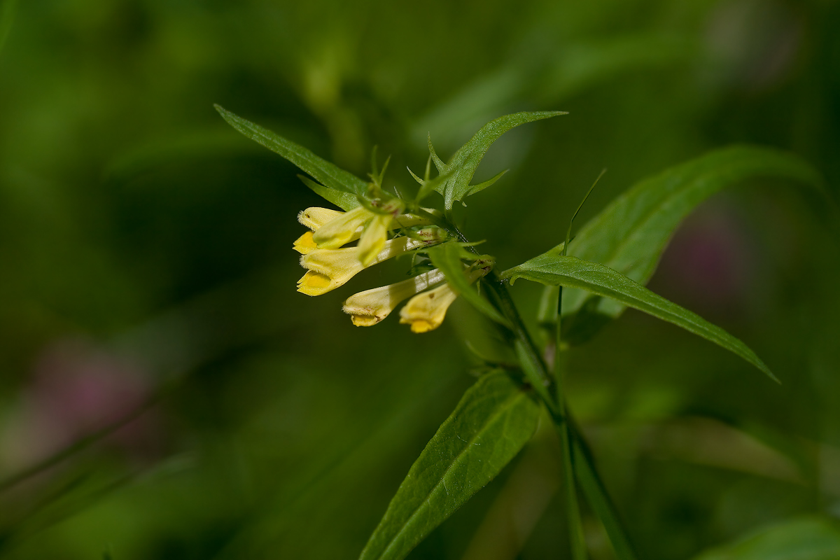 Изображение особи Melampyrum pratense.