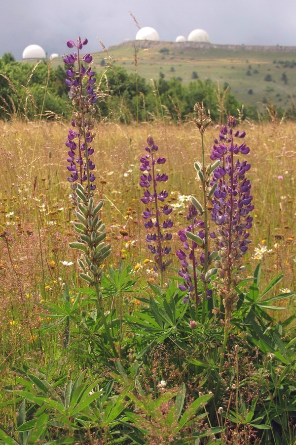 Изображение особи Lupinus polyphyllus.