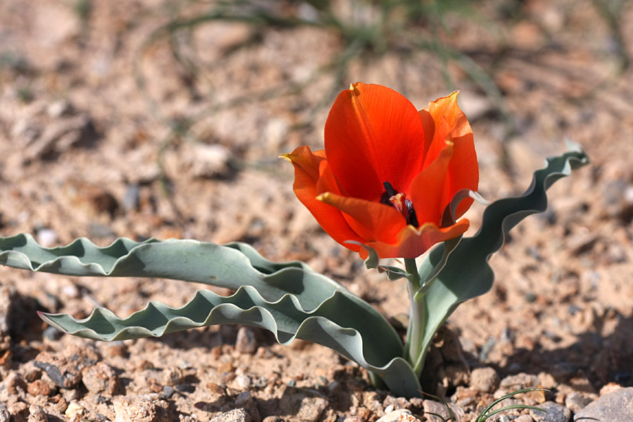 Image of Tulipa borszczowii specimen.