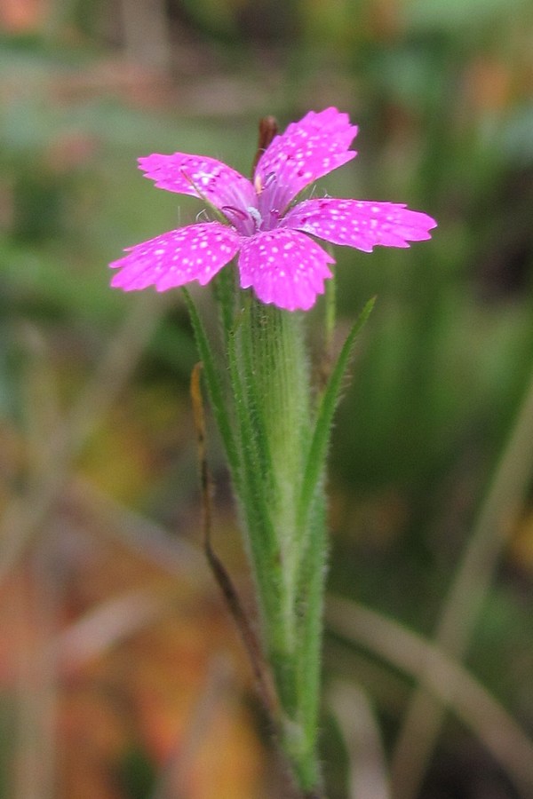 Изображение особи Dianthus armeria.