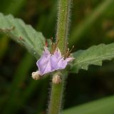 Teucrium scordium. Соцветие. Ростовская обл., дельта Дона, Азовский р-н, окр. хутора Узяк, заливной луг. 20.07.2012.