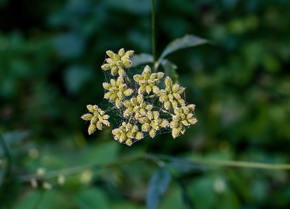 Image of Torilis japonica specimen.