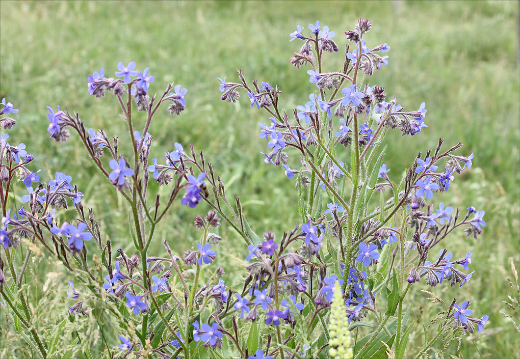 Изображение особи Anchusa azurea.