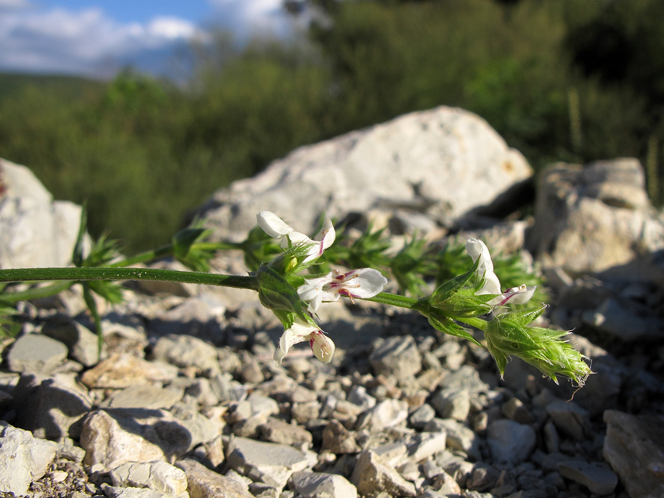 Image of Stachys atherocalyx specimen.