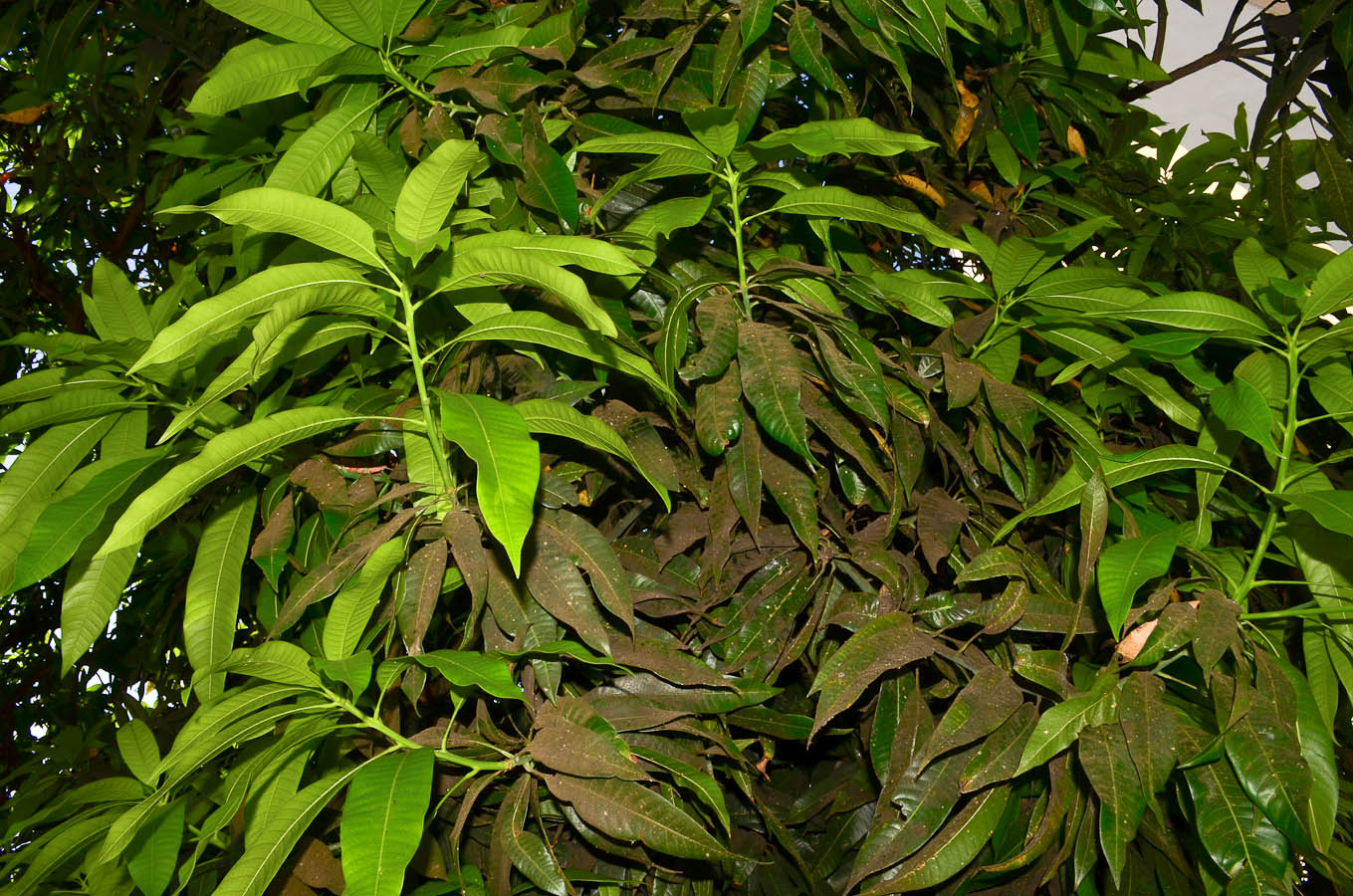 Image of Mangifera indica  specimen.