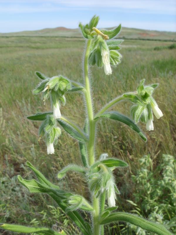 Изображение особи Onosma subtinctoria.