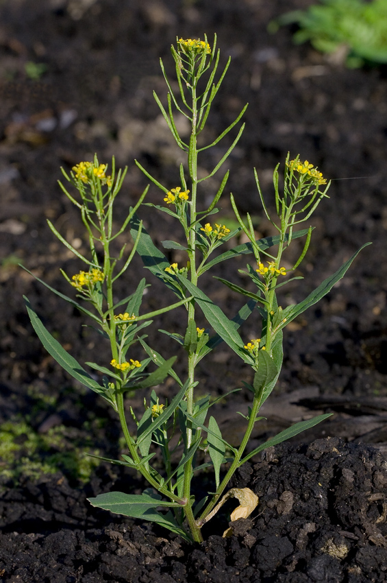 Изображение особи Erysimum cheiranthoides.