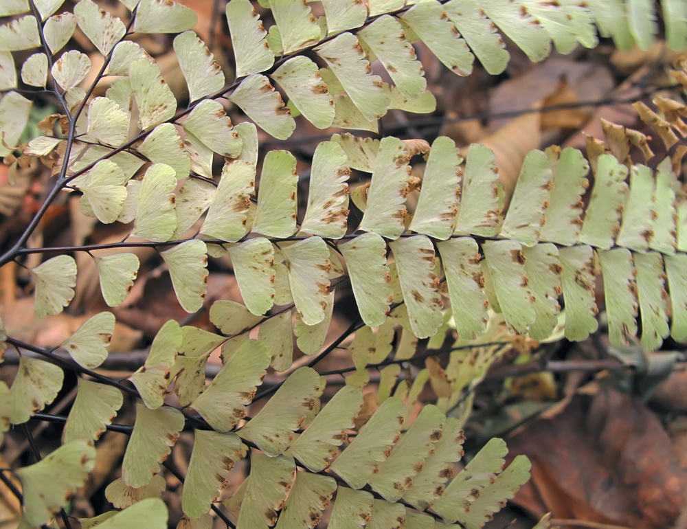 Изображение особи Adiantum pedatum.