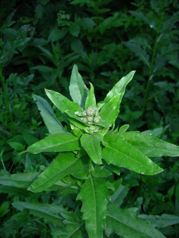 Изображение особи Cirsium setosum.