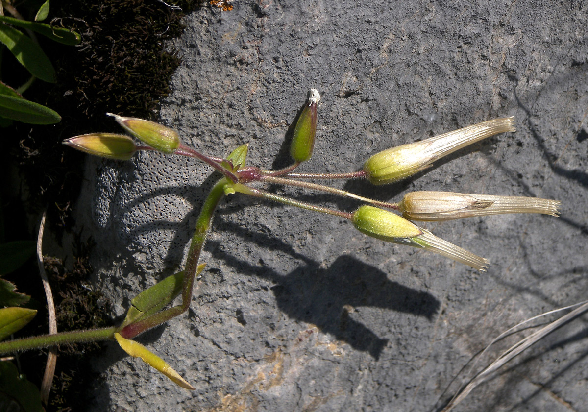 Image of Cerastium ruderale specimen.