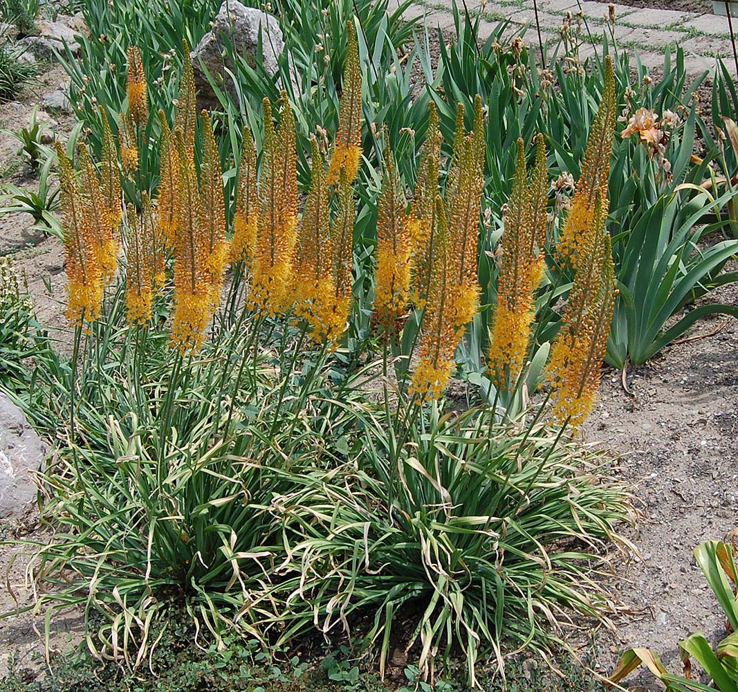 Изображение особи Eremurus &times; isabellinus.