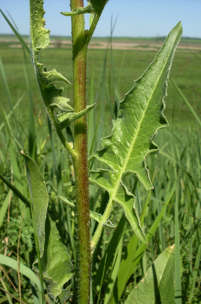 Image of Bunias orientalis specimen.
