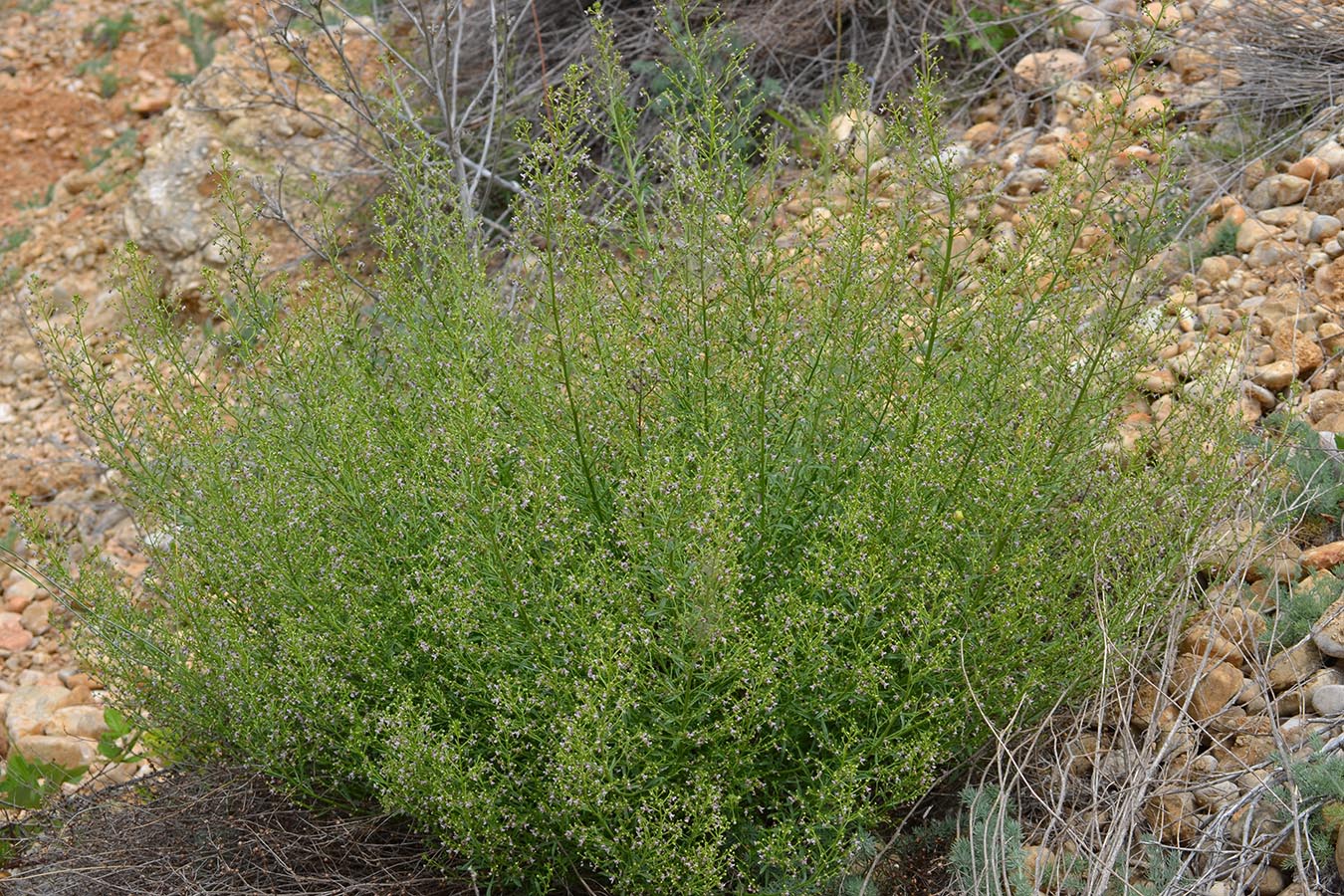 Image of Scrophularia bicolor specimen.