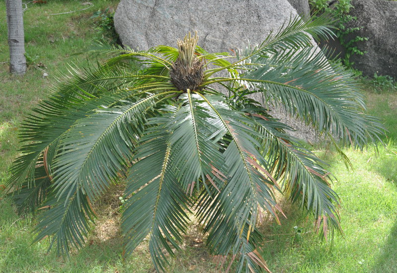 Image of Cycas rumphii specimen.