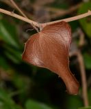 Smilax aspera