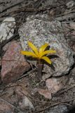 Colchicum luteum