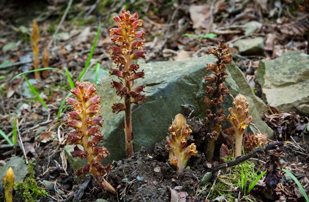 Image of Orobanche laxissima specimen.