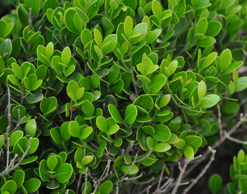 Image of Buxus hildebrandtii specimen.