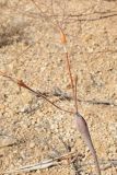 Eriogonum inflatum. Часть веточки с характерными вздутыми сегментами. США, Калифорния, Joshua Tree National Park. 19.02.2014.
