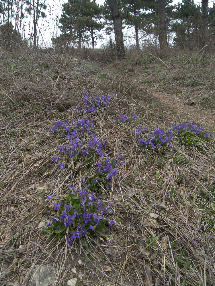 Изображение особи Viola ambigua.