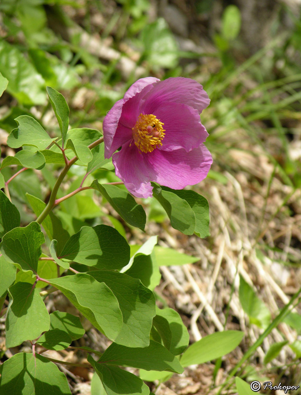 Image of Paeonia daurica specimen.