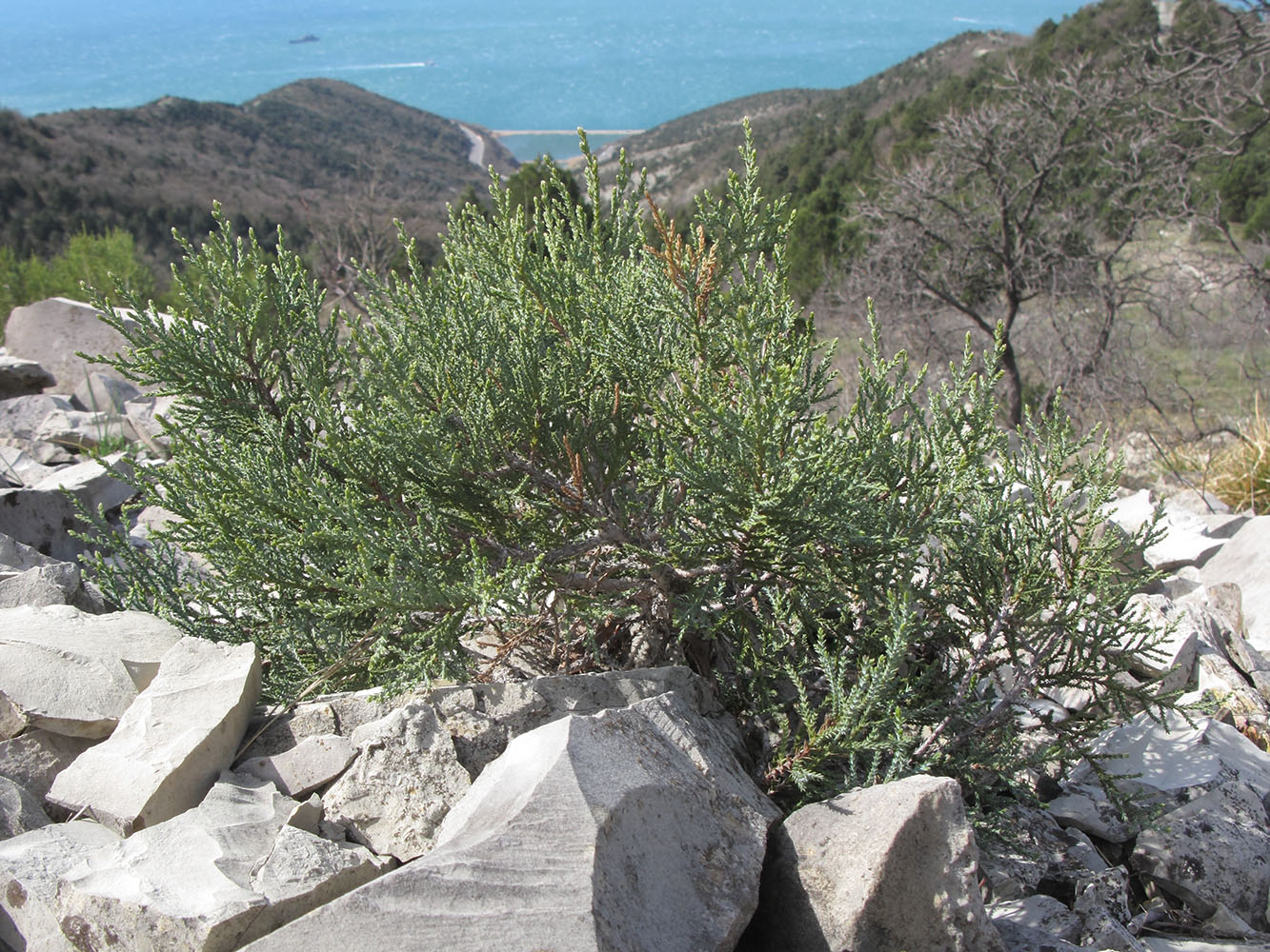 Изображение особи Juniperus excelsa.