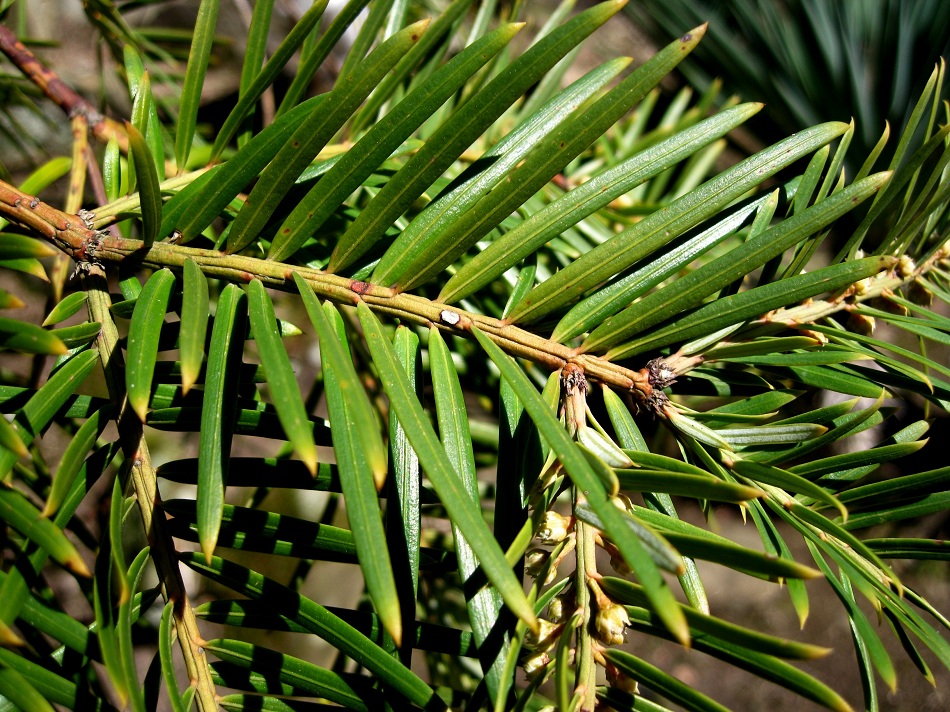 Image of Taxus sumatrana specimen.