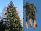 Picea abies. Крона взрослого дерева и ветвь с шишками. Украина, Львов, городской парк. Декабрь 2006 г.