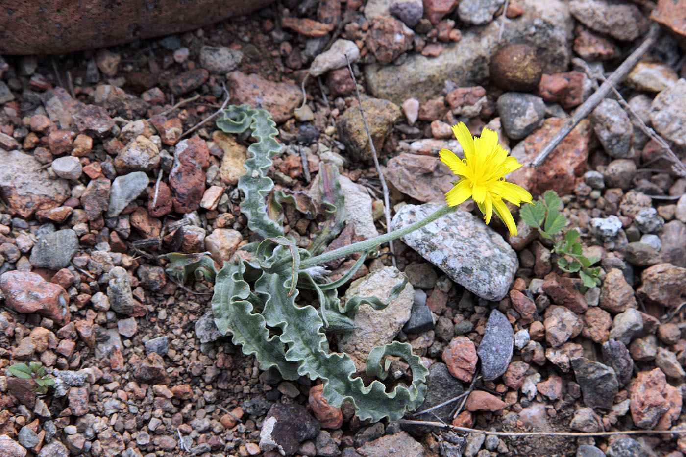 Image of Scorzonera circumflexa specimen.