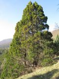 Juniperus foetidissima