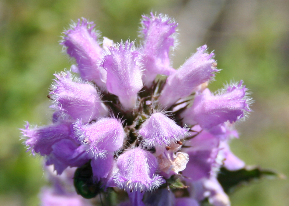 Image of Phlomoides agraria specimen.