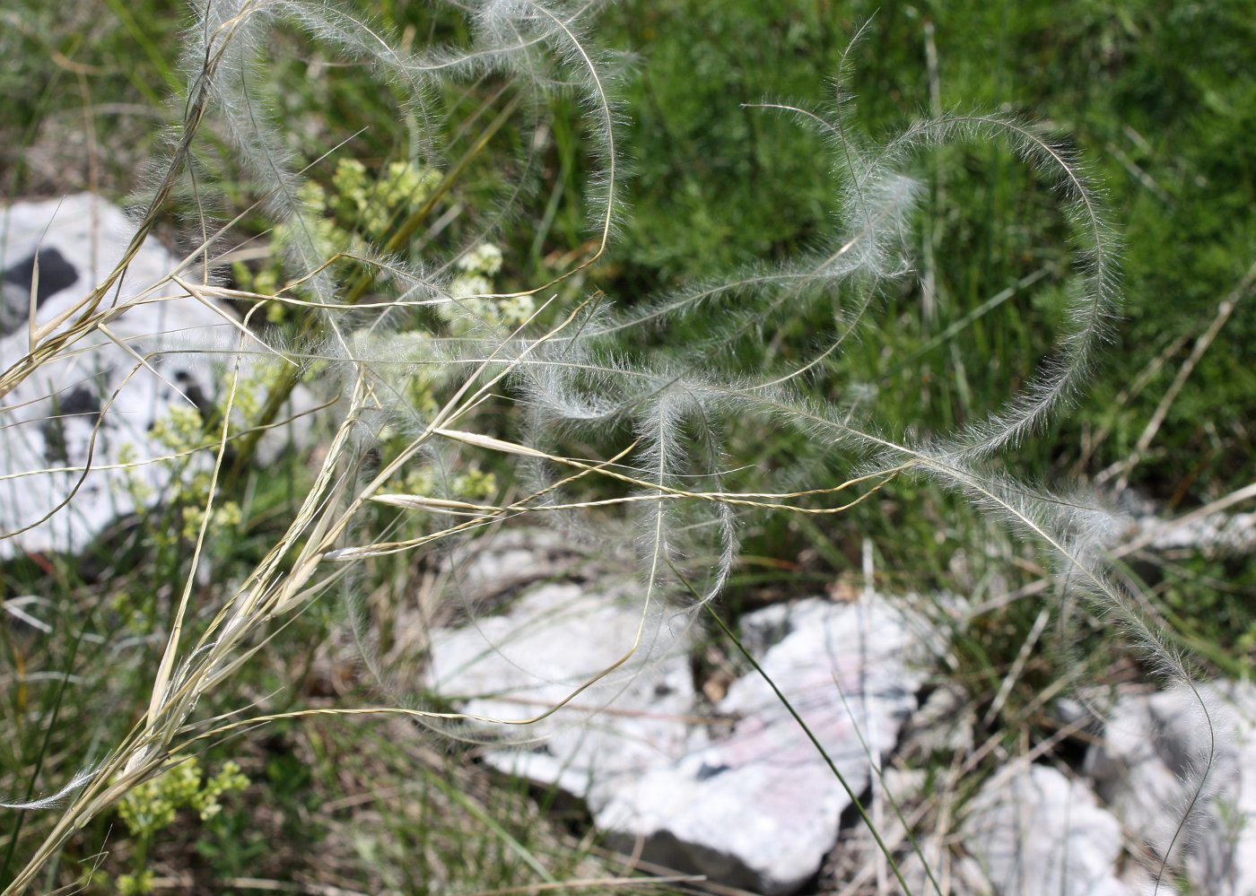 Изображение особи Stipa eriocaulis.