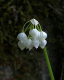 Allium paradoxum