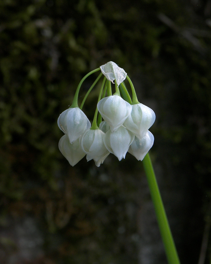 Изображение особи Allium paradoxum.