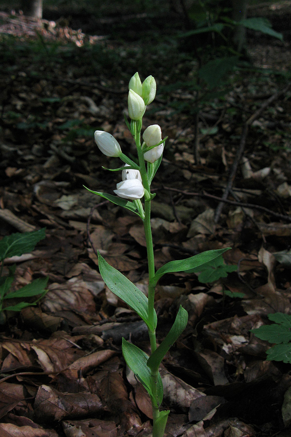 Изображение особи Cephalanthera damasonium.