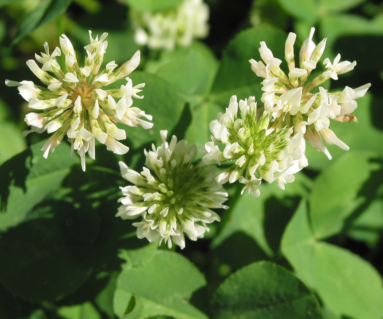 Изображение особи Trifolium repens.