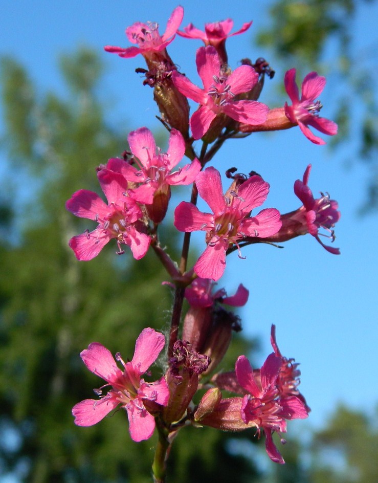 Изображение особи Viscaria vulgaris.