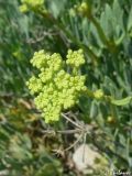 Crithmum maritimum