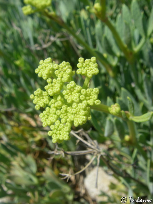 Изображение особи Crithmum maritimum.