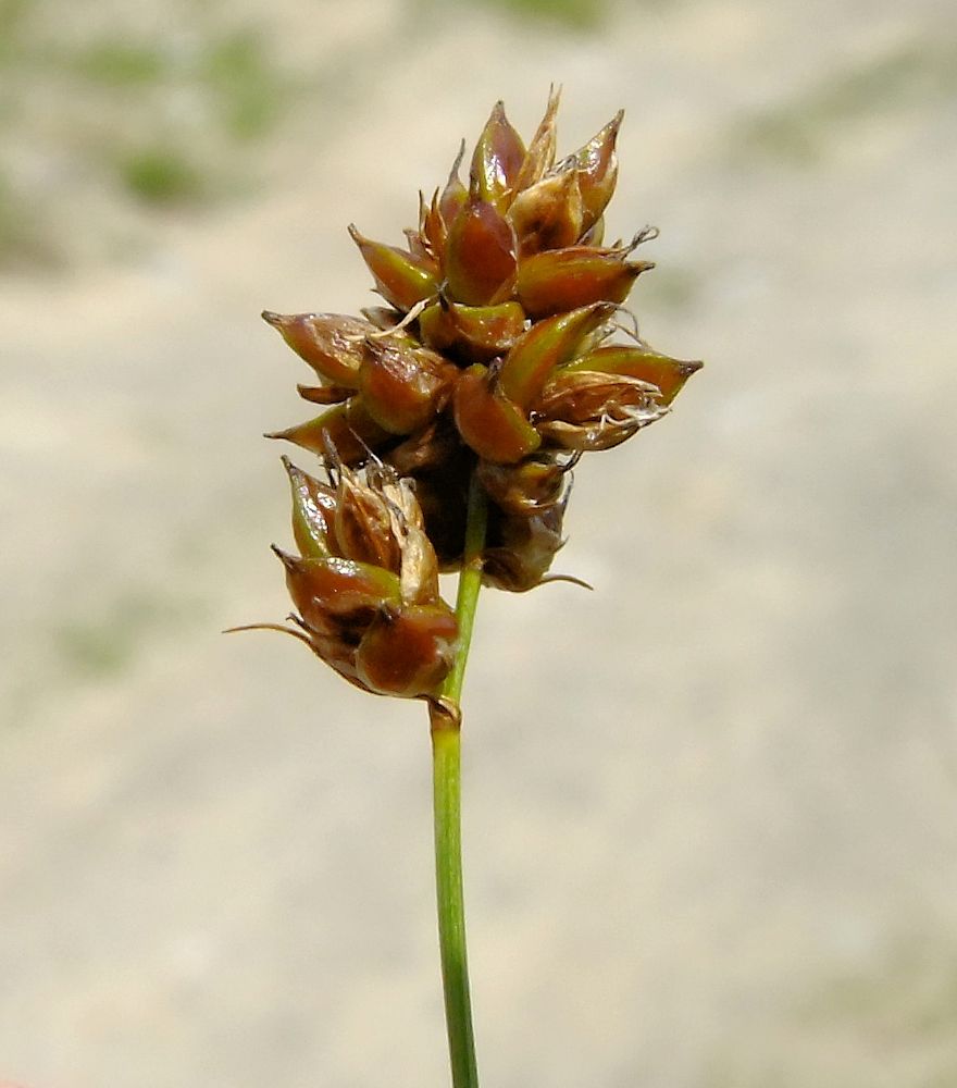 Image of Carex duriuscula specimen.