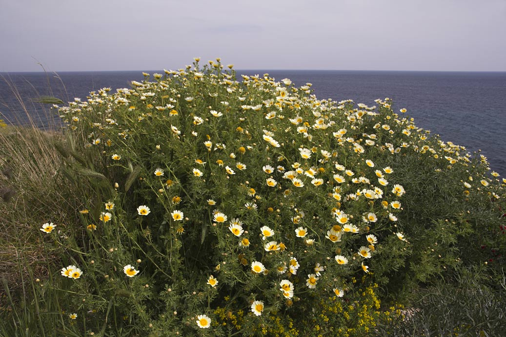 Image of Glebionis coronaria specimen.