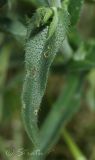 Anchusa procera