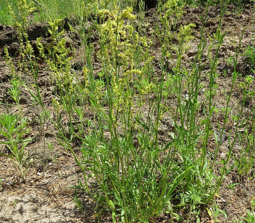 Image of Rumex acetosella specimen.