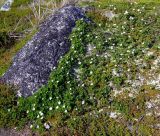 Rubus chamaemorus. Цветущие растения в ягельнике на моренном склоне. Кольский полуостров, Восточный Мурман, окрестности пос. Дальние Зеленцы, берег губы Ярнышная. 25.06.2008.