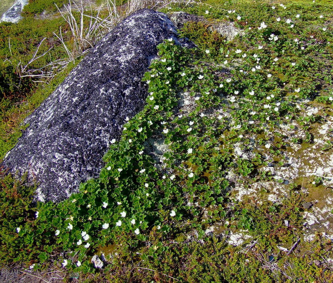 Image of Rubus chamaemorus specimen.