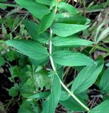 Hypericum hirsutum